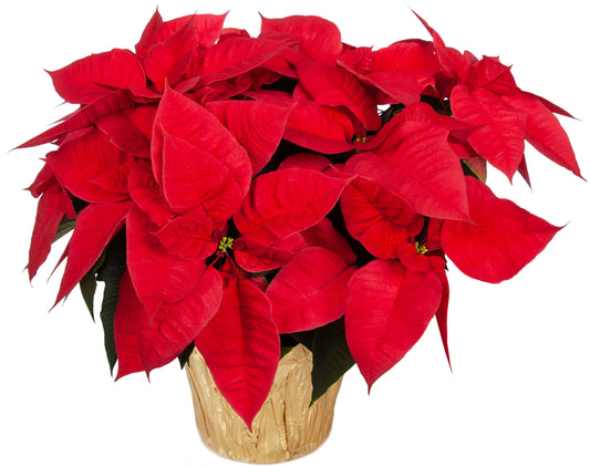 Red Poinsettia