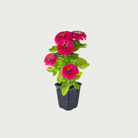 Zinnia - 4 inch Pot