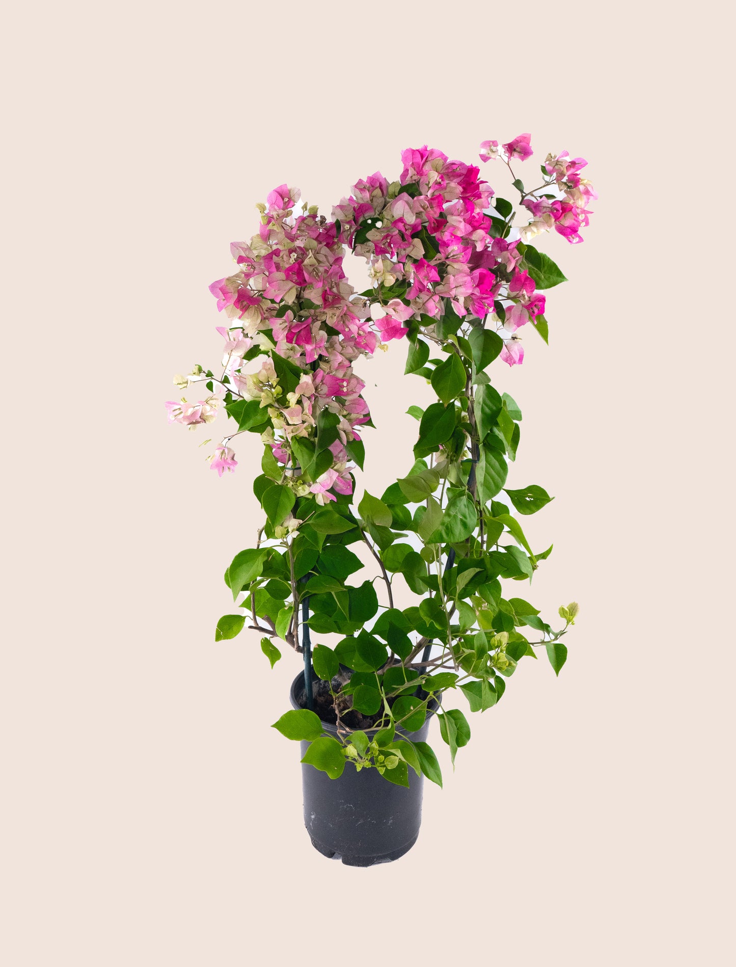 Pink Bougainvillea Vine- 6 inch Pot