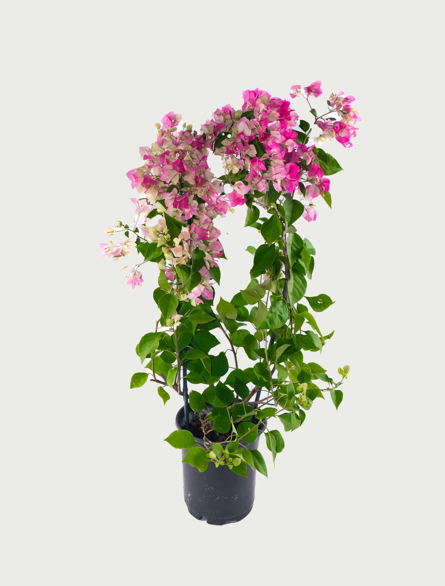 Pink Bougainvillea Vine- 6 inch Pot