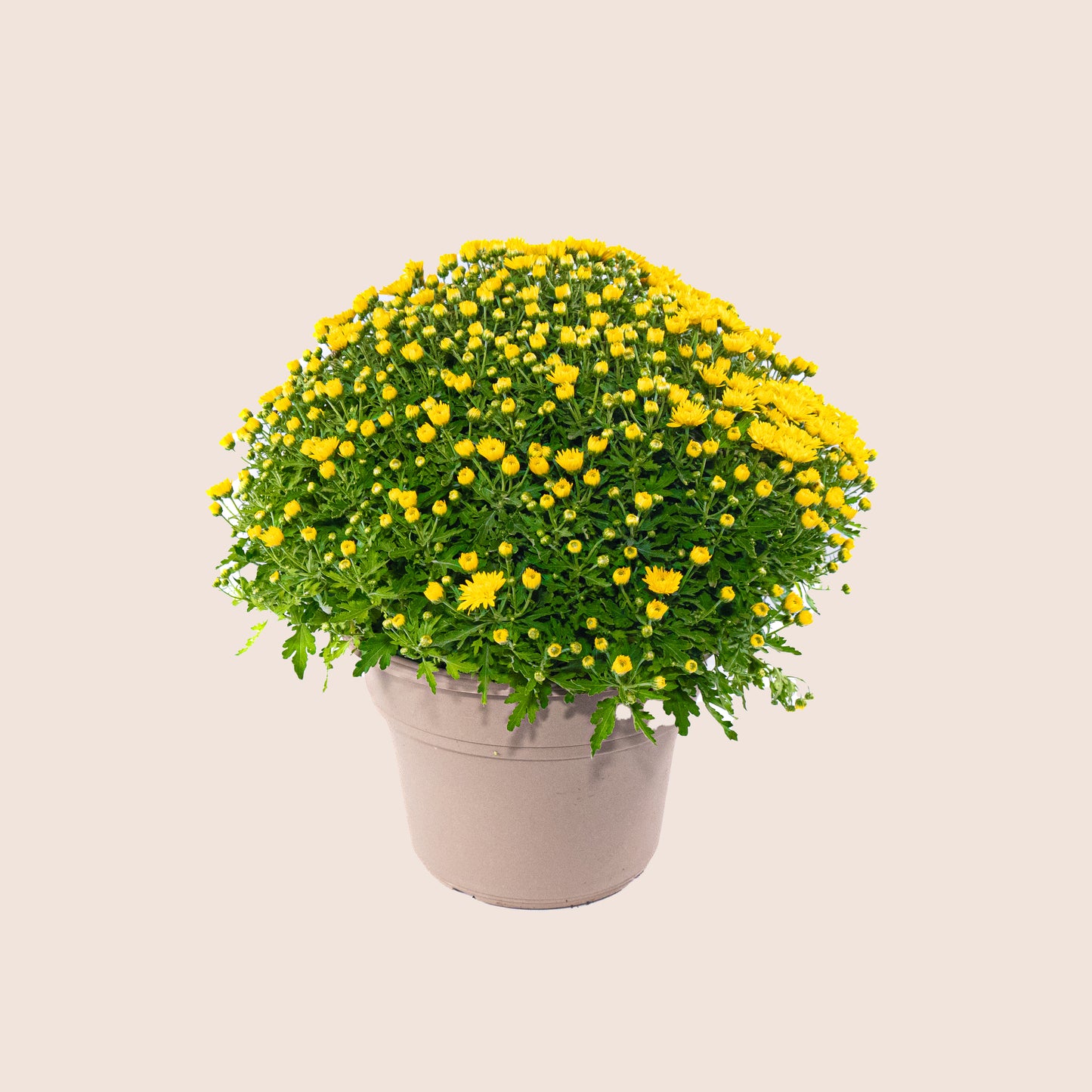 Mum Yellow - 10 inch Pot