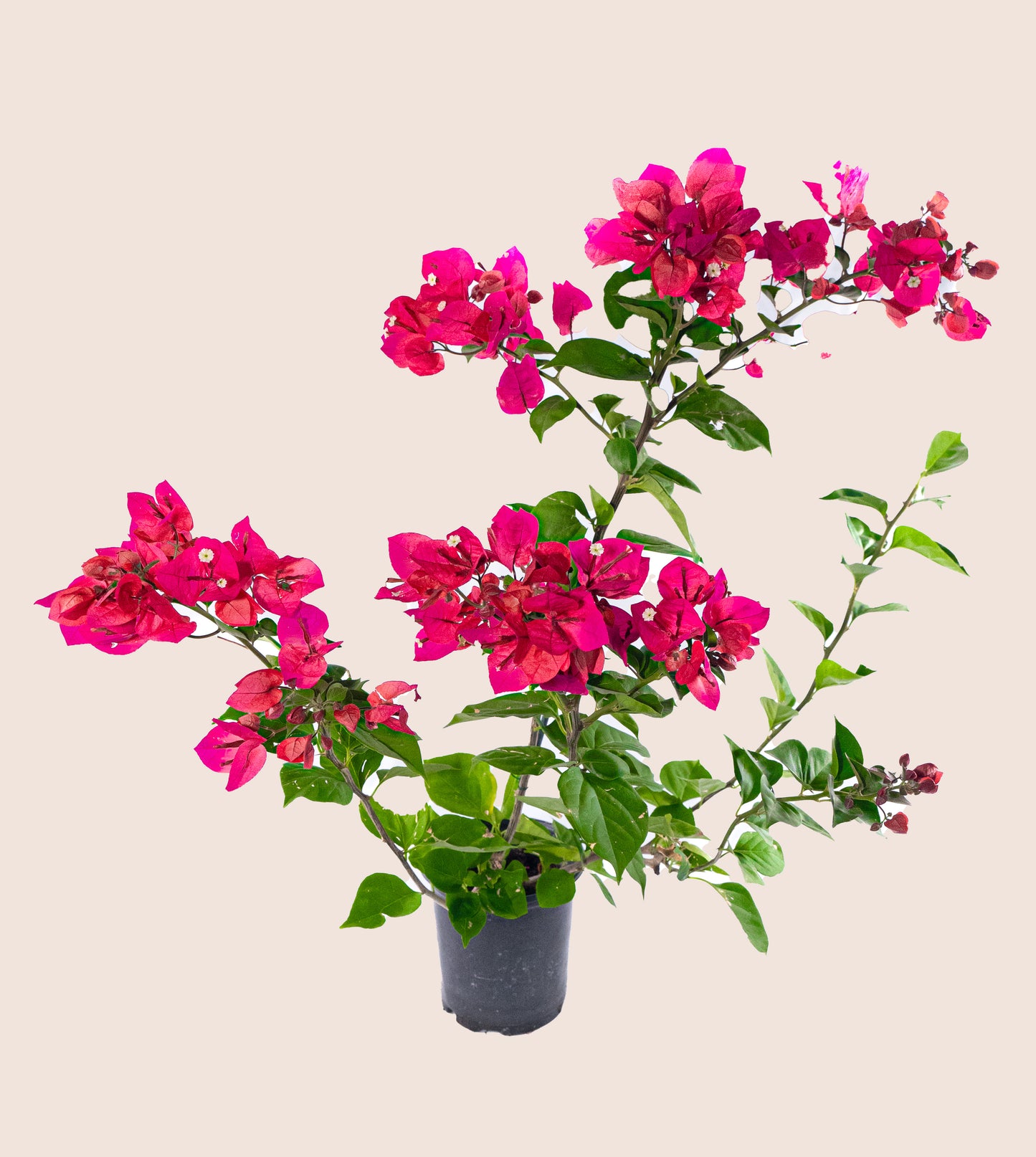 Pink Bougainvillea Vine- 6 inch Pot