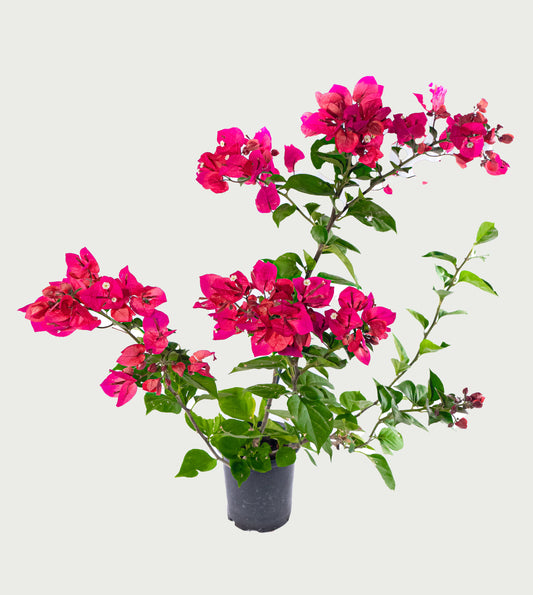 Pink Bougainvillea Vine- 6 inch Pot