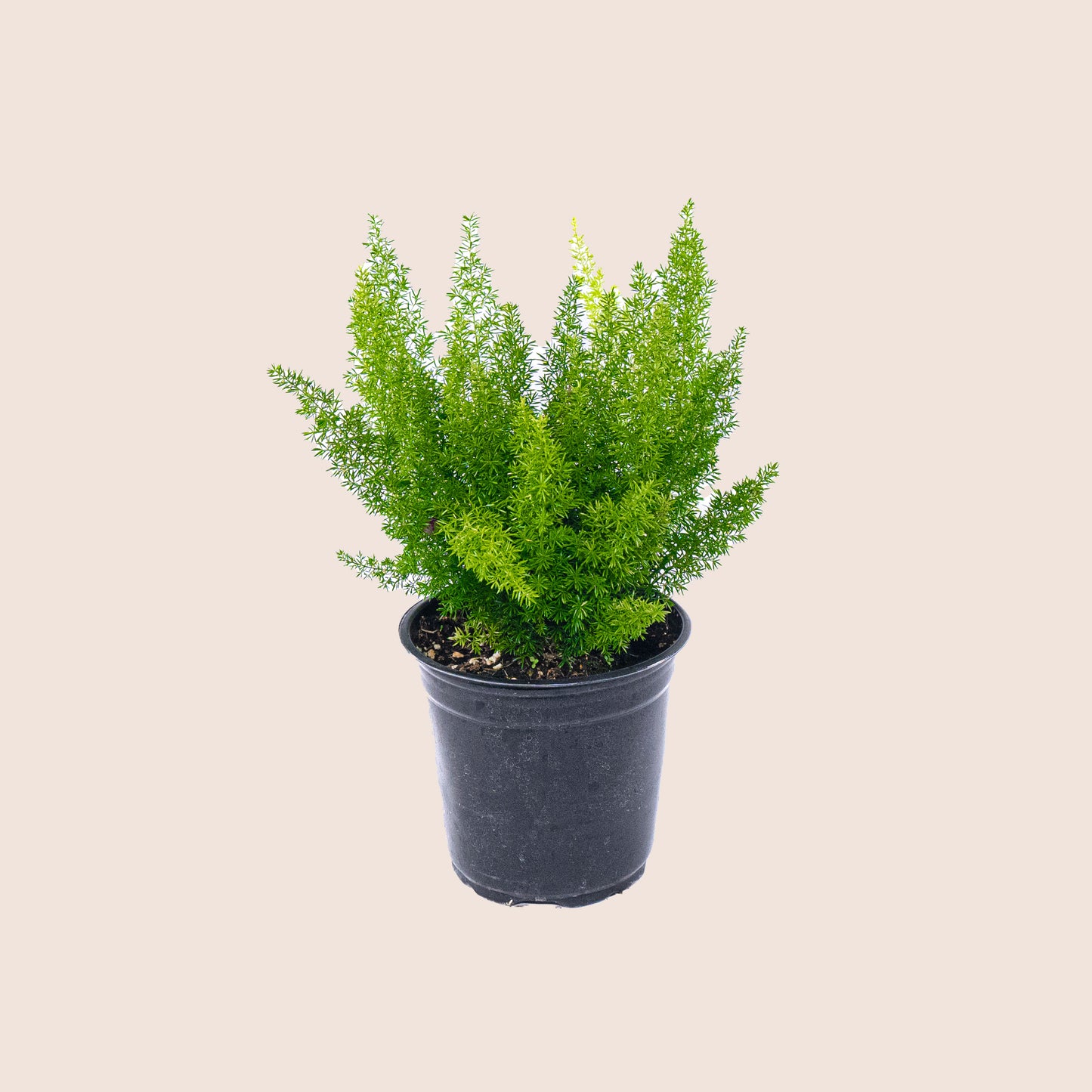 Asparagus Fern - 6 inch Pot