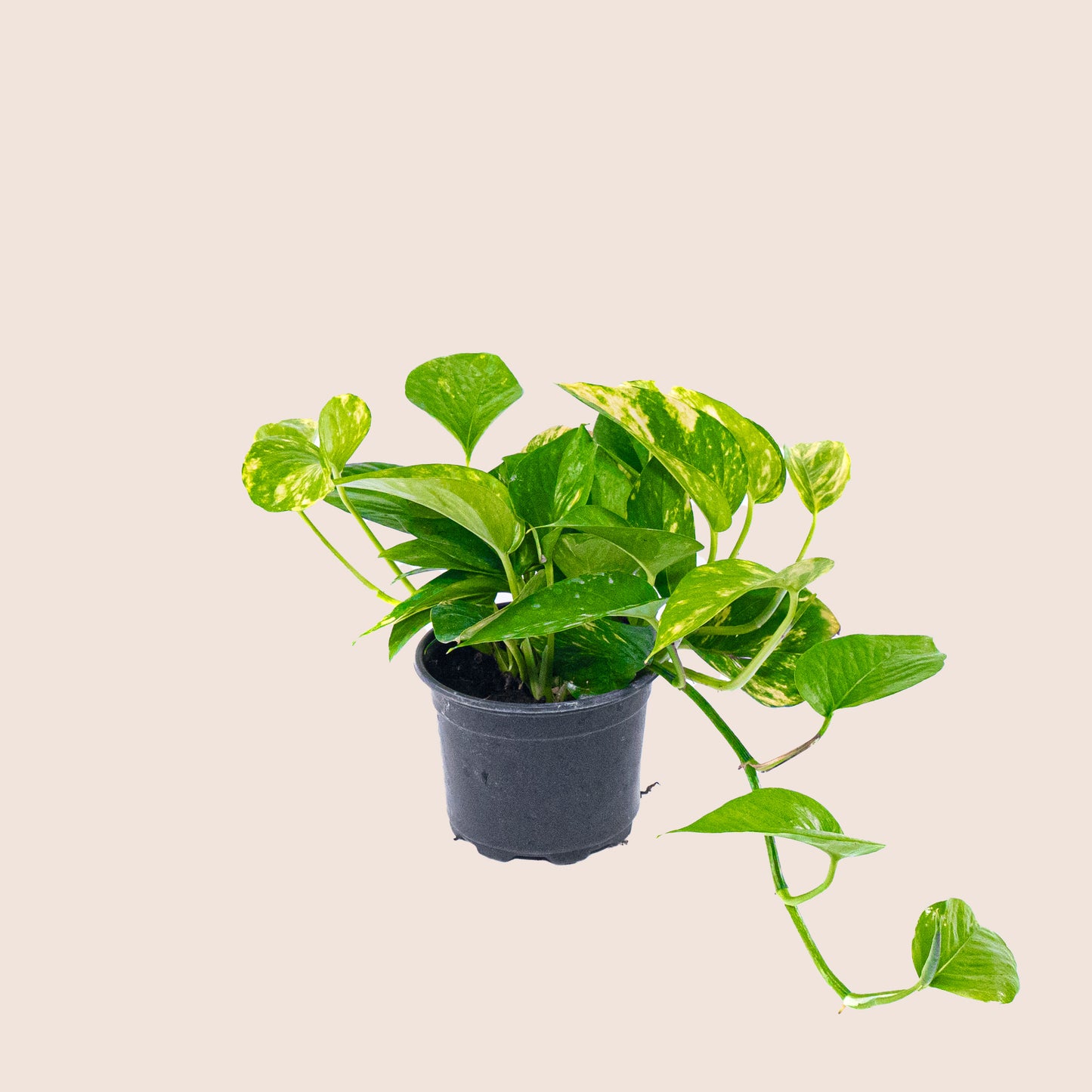 Golden Pothos - 6 inch Pot