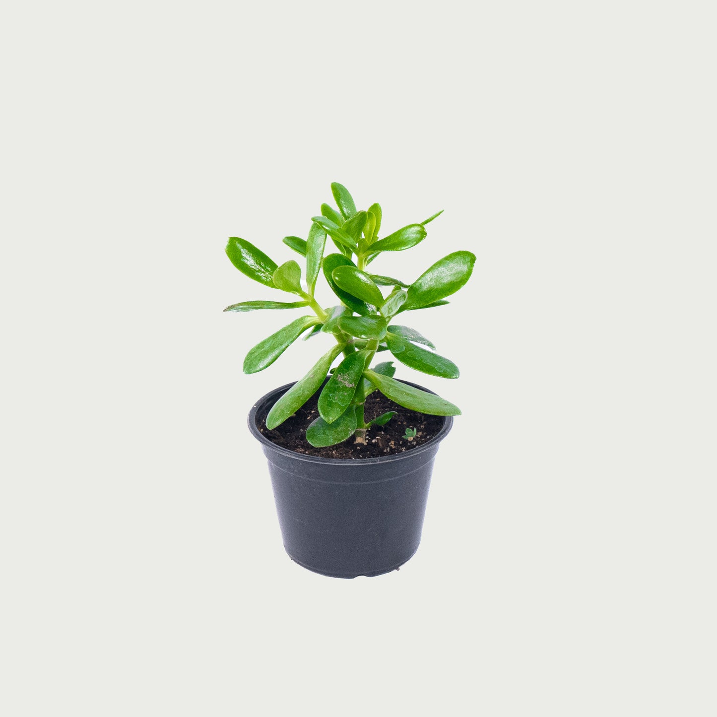 Jade Plant - 6 inch Pot