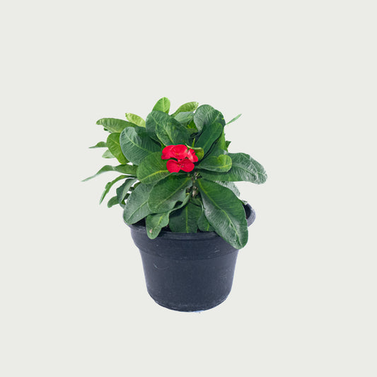 Red Crown of Thorns - 10 inch Pot