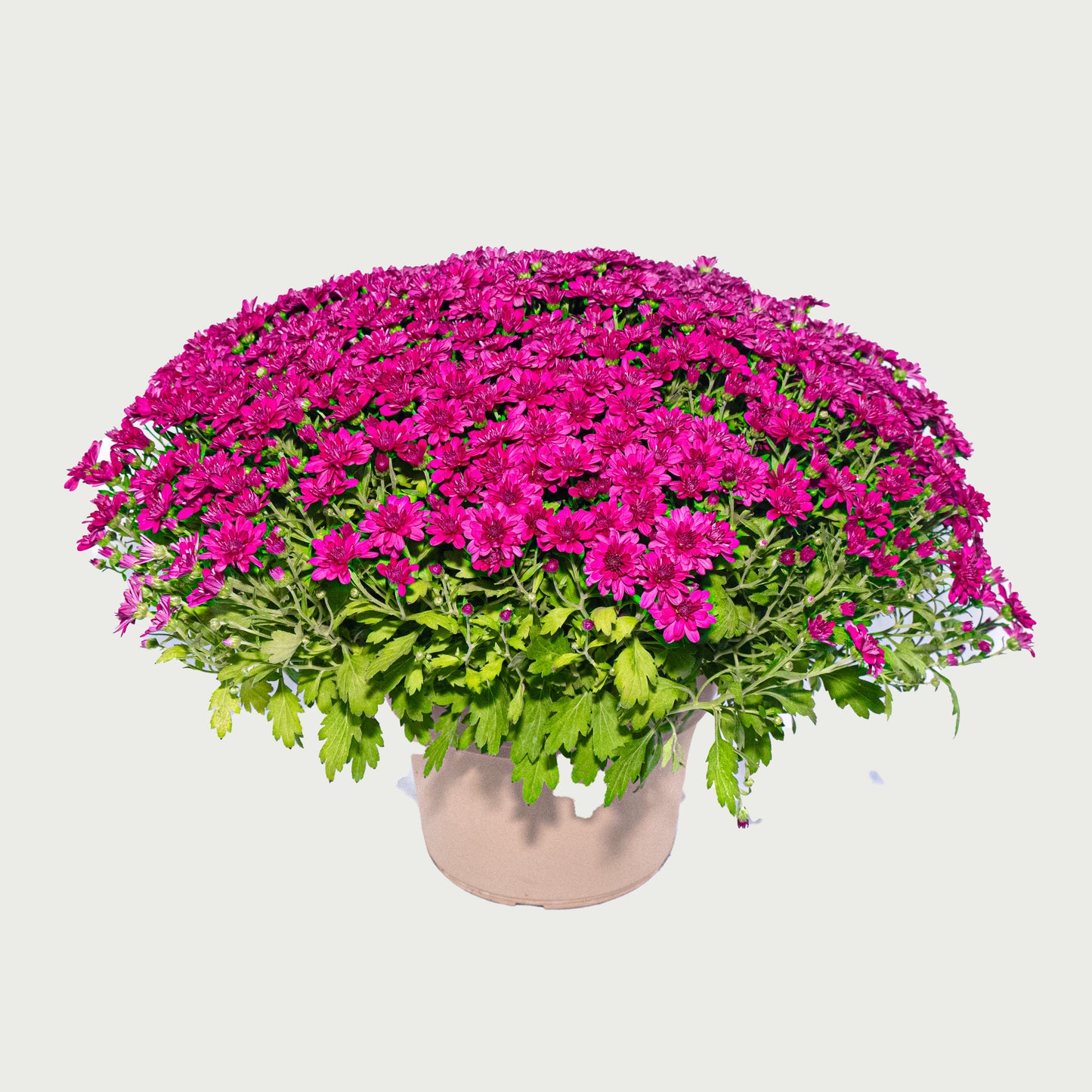 Mum Purple - 10 inch Pot