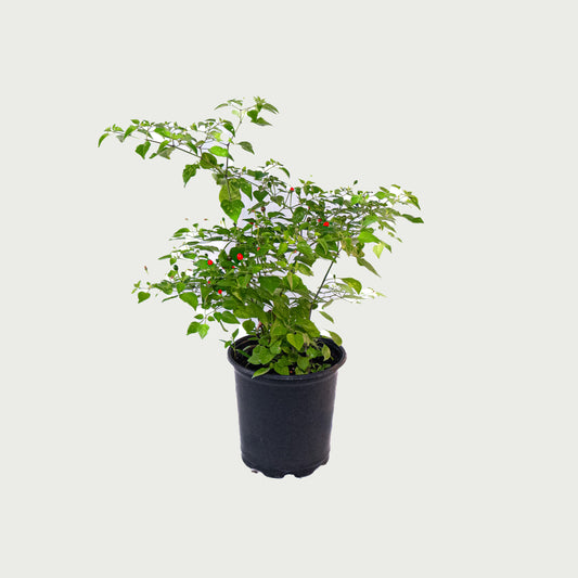 Chili Pepper Plant - 8 inch Pot