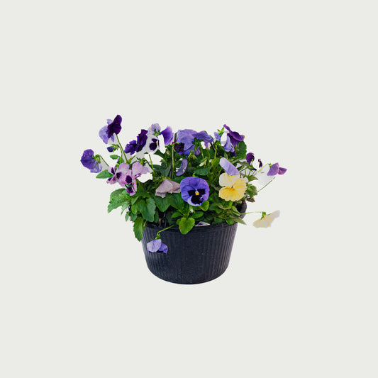 Mixed Pansy - 10 inch Pot