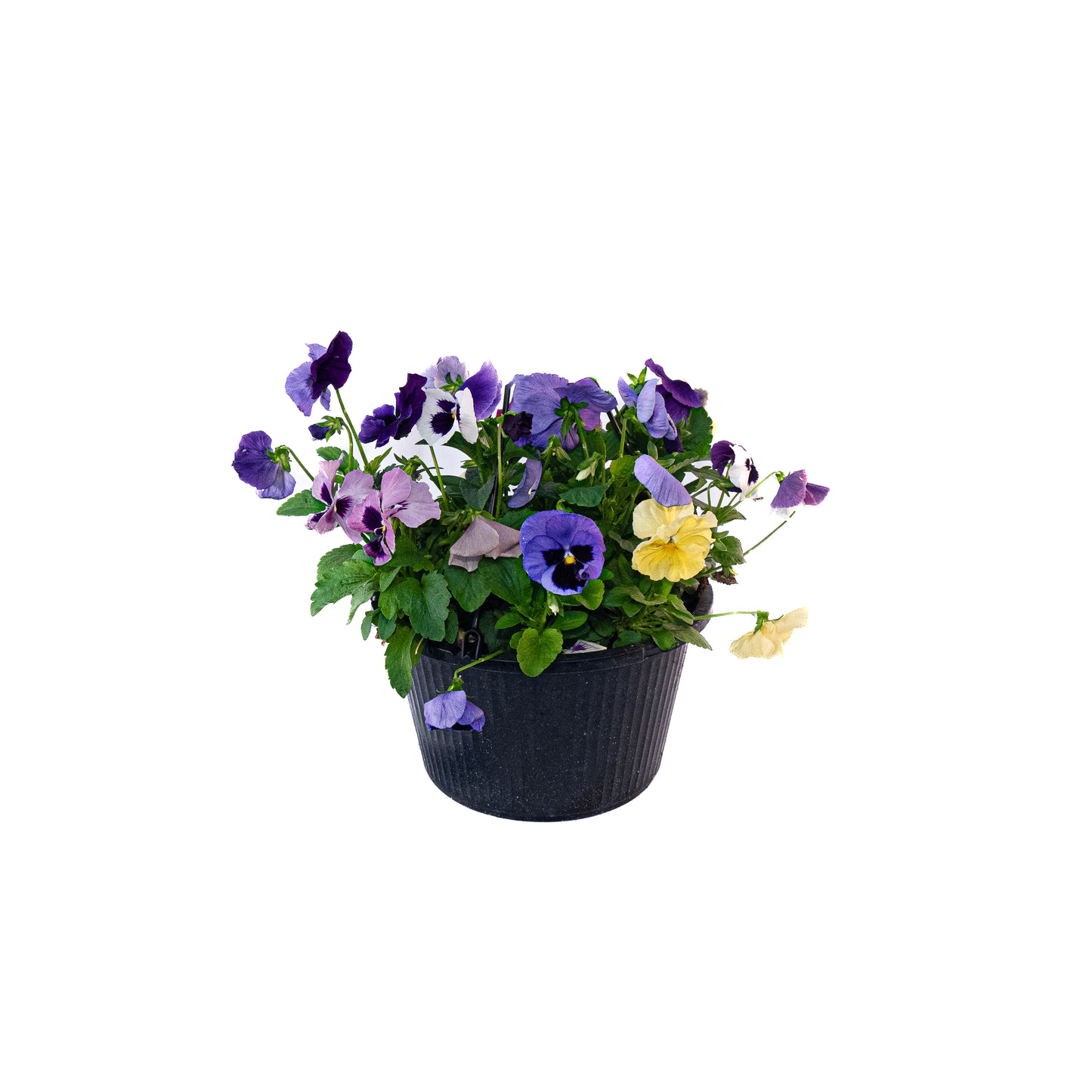 Mixed Pansy - 10 inch Pot