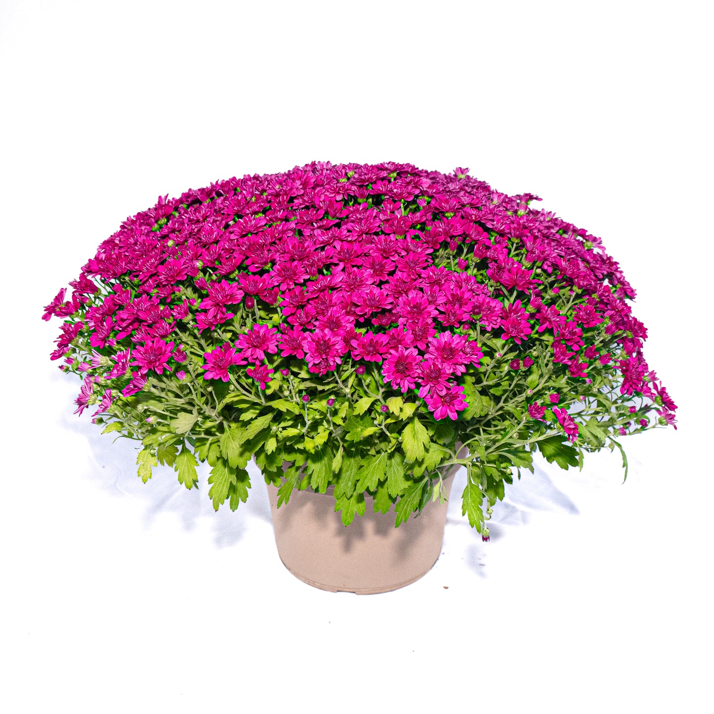 Mum Purple - 10 inch Pot