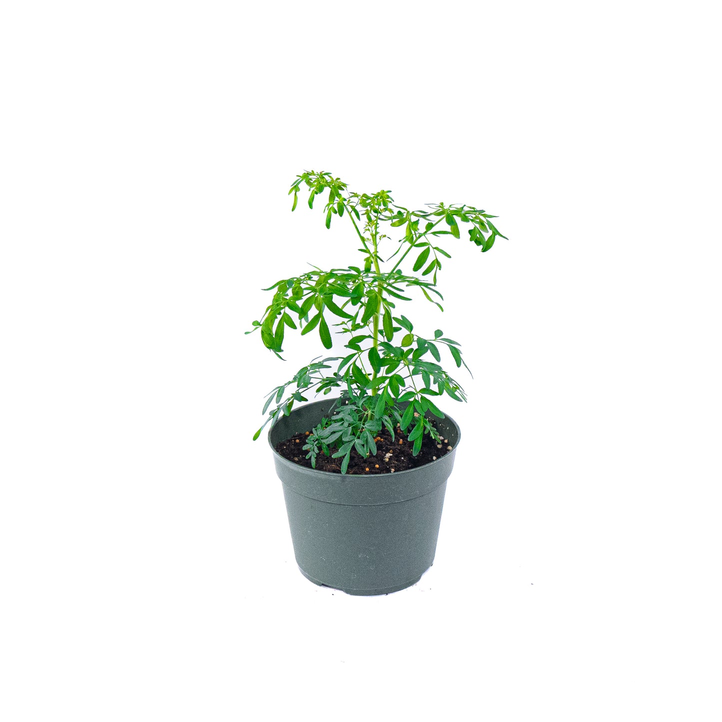 Rue 1 gallon pot