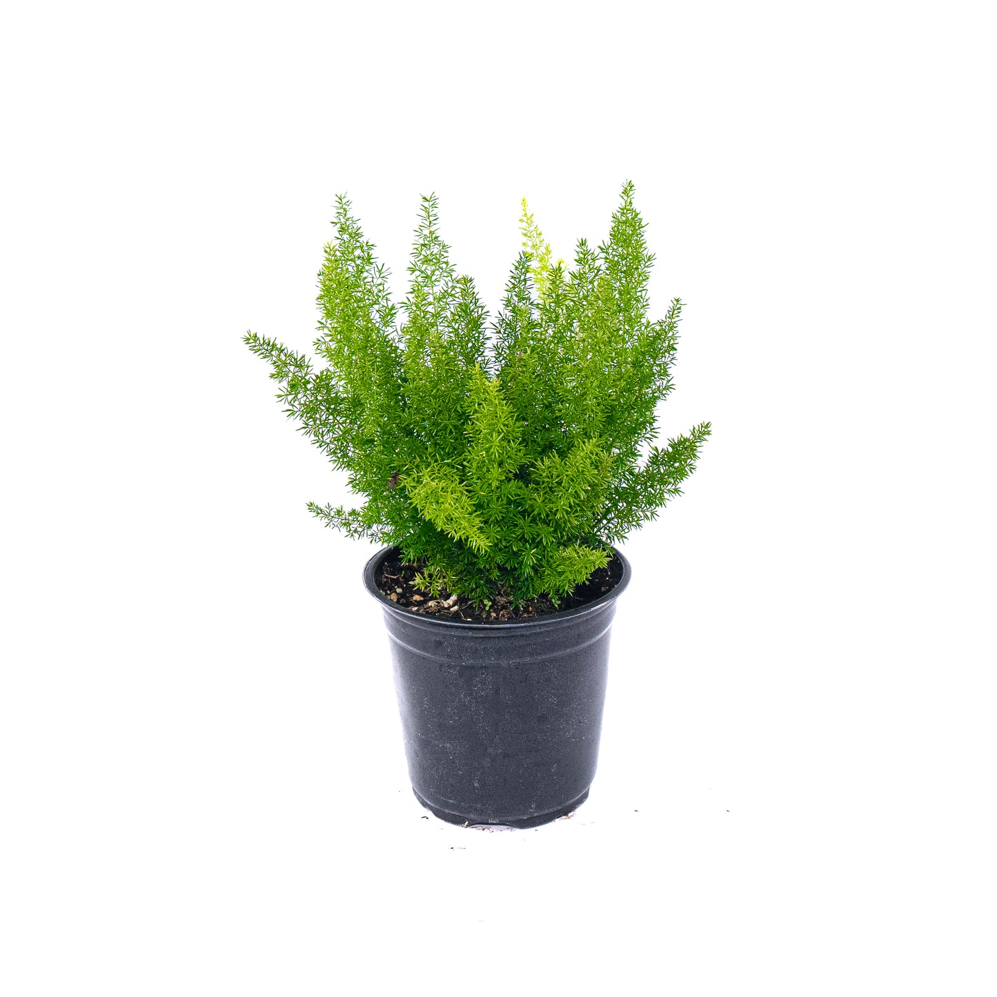 Asparagus Fern - 6 inch Pot