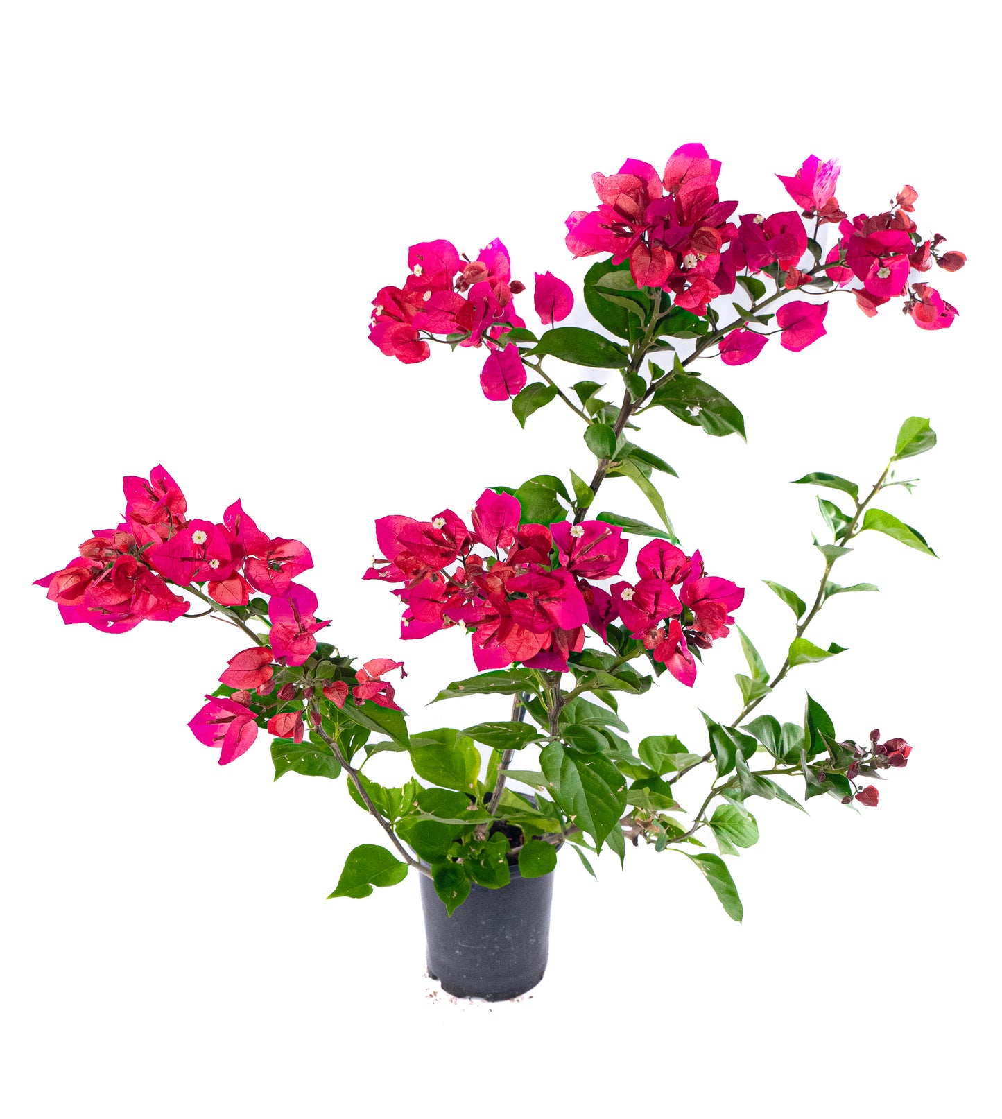 Pink Bougainvillea Vine- 6 inch Pot