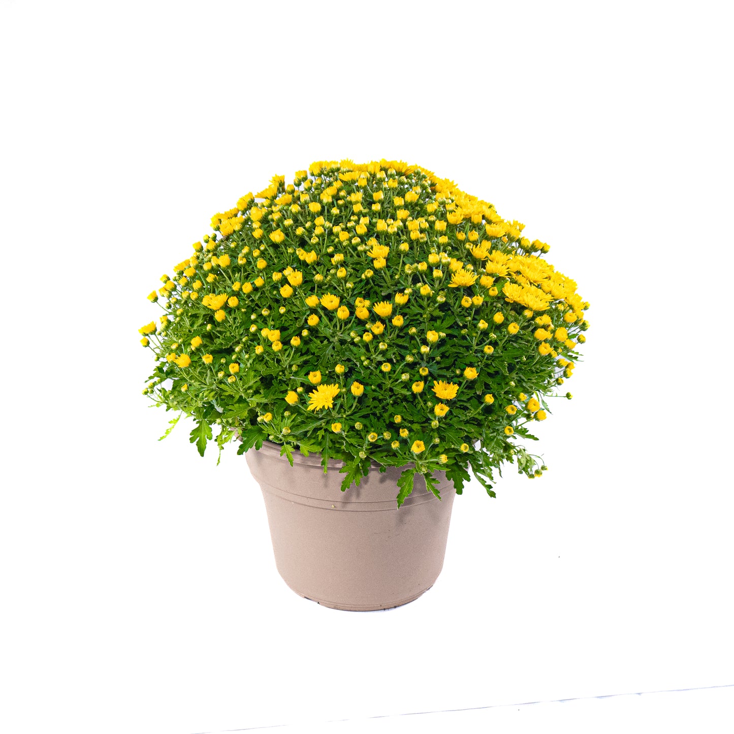 Mum Yellow - 10 inch Pot