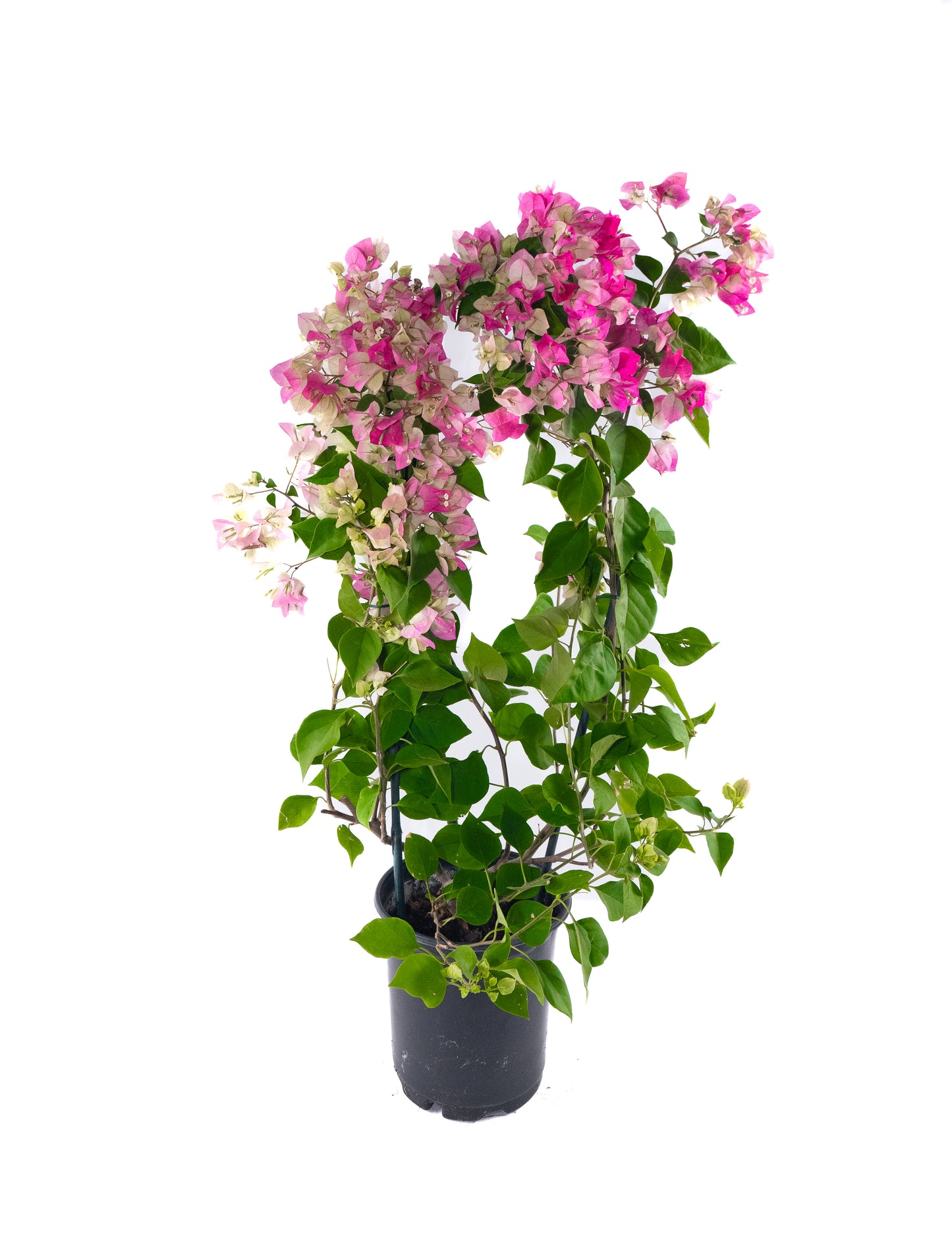 Pink Bougainvillea Vine- 6 inch Pot