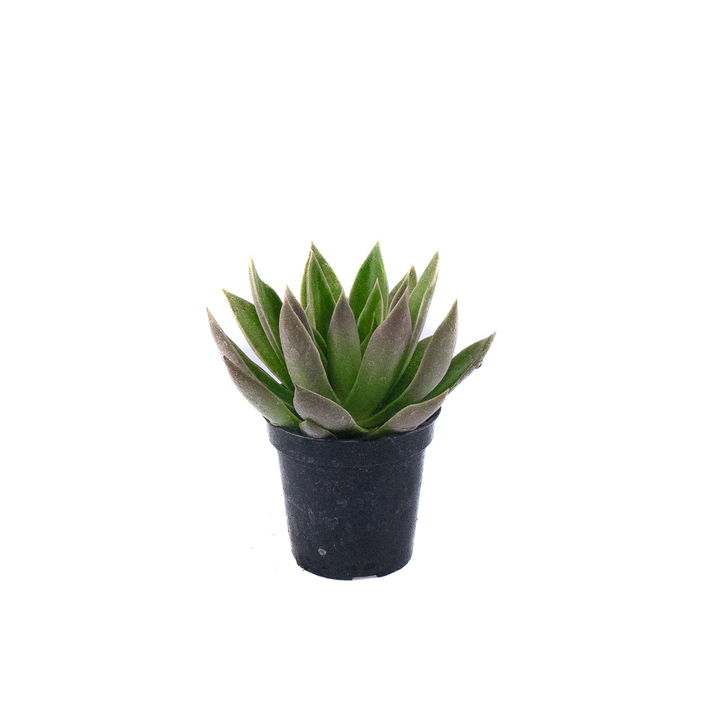 Hen and Chicks 5 inch Pot