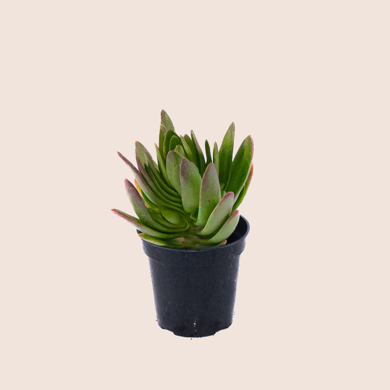 Campfire Plant 5 inch Pot