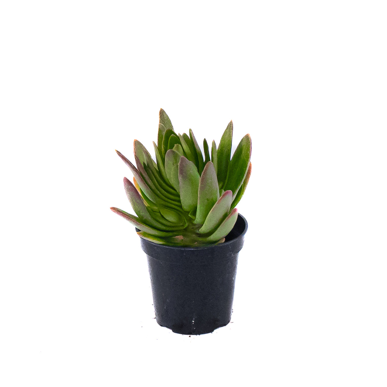 Campfire Plant 5 inch Pot