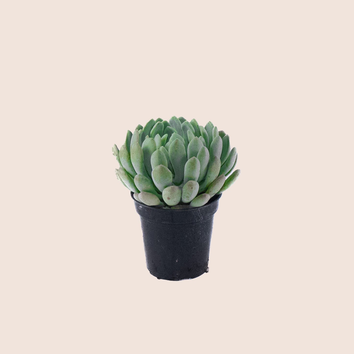 Plush Plant  5 inch Pot