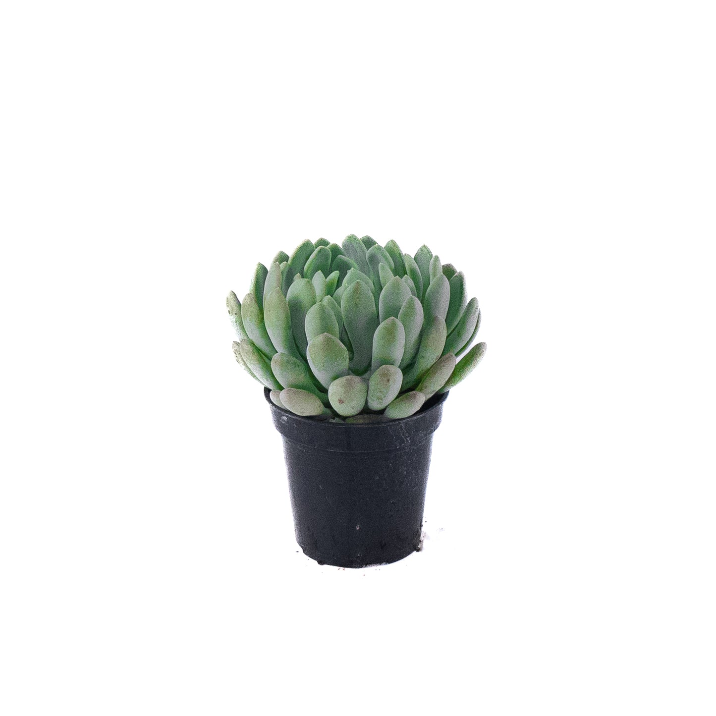 Plush Plant  5 inch Pot