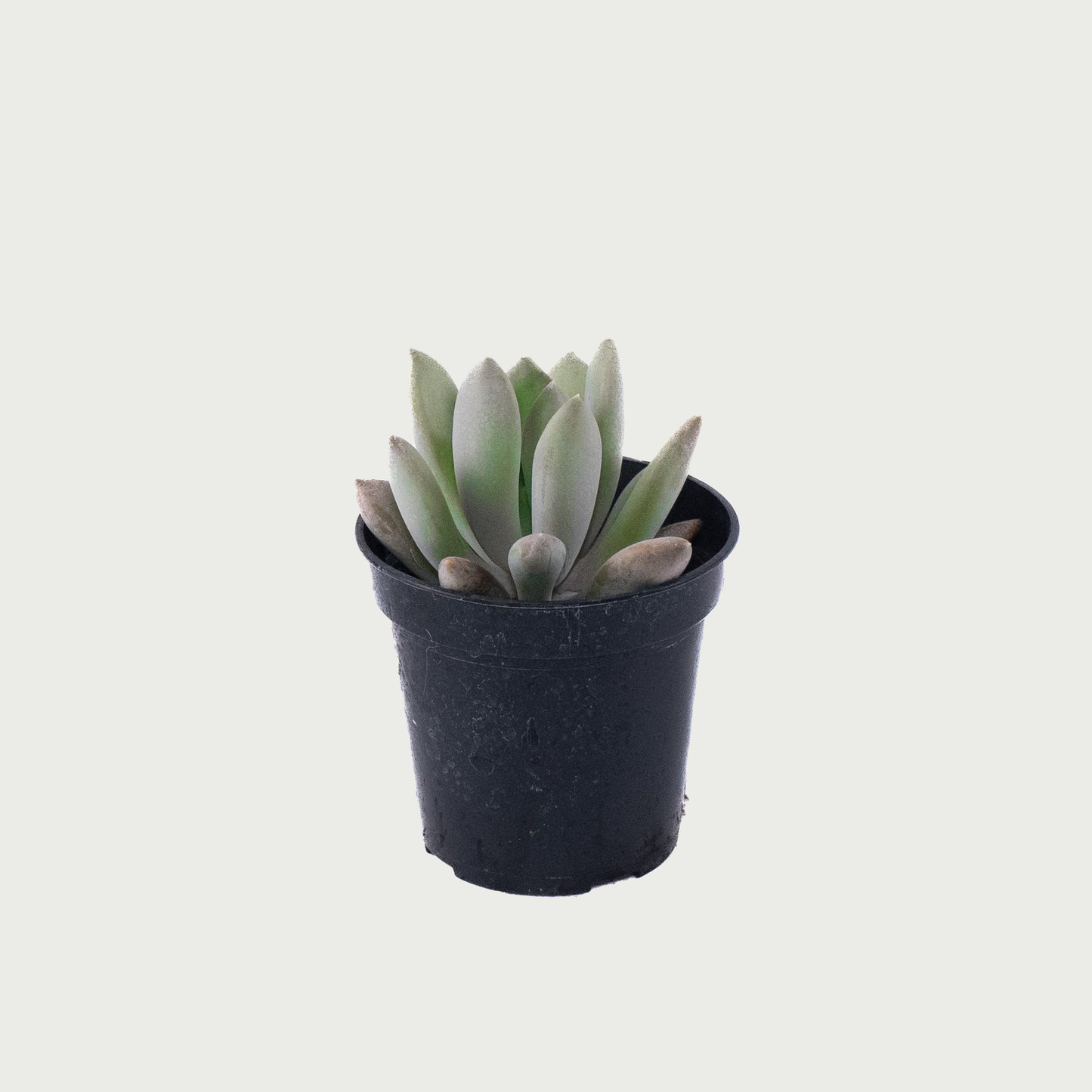 Moonstone succulent- 5 inch Pot