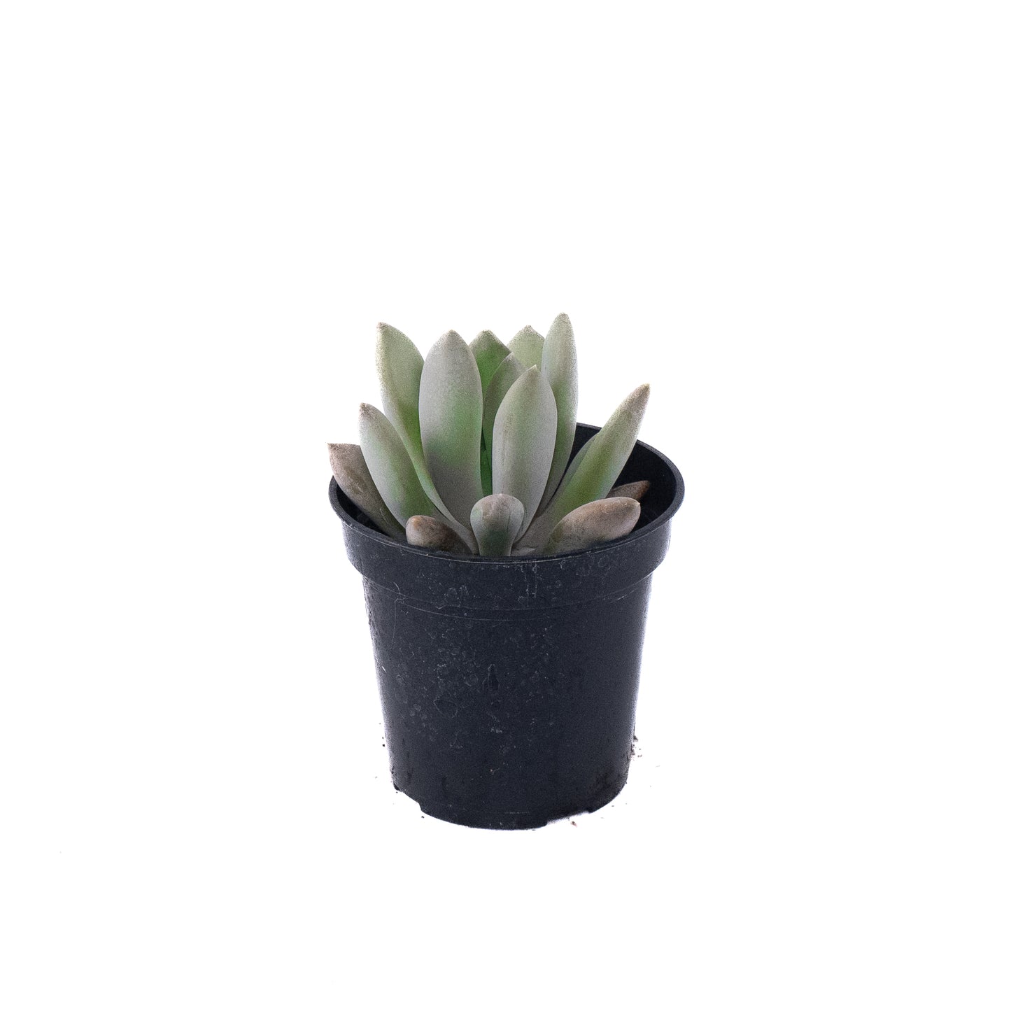 Moonstone succulent- 5 inch Pot