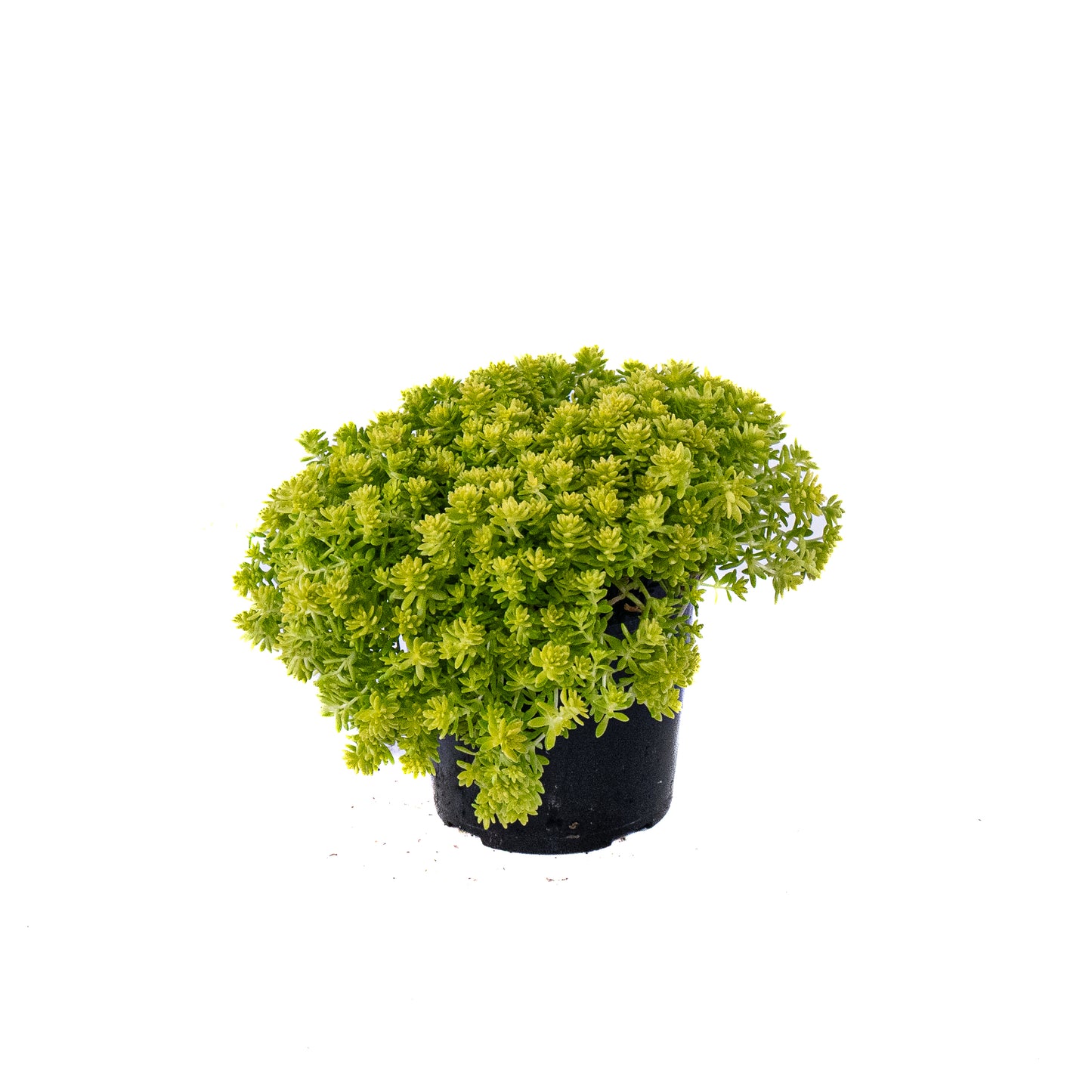 Sedum - 4 inch Pot