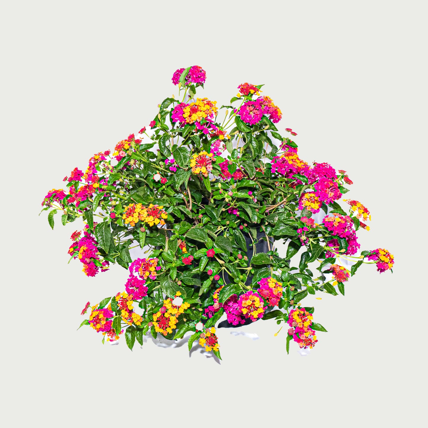 Lantana - 10 inch Pot