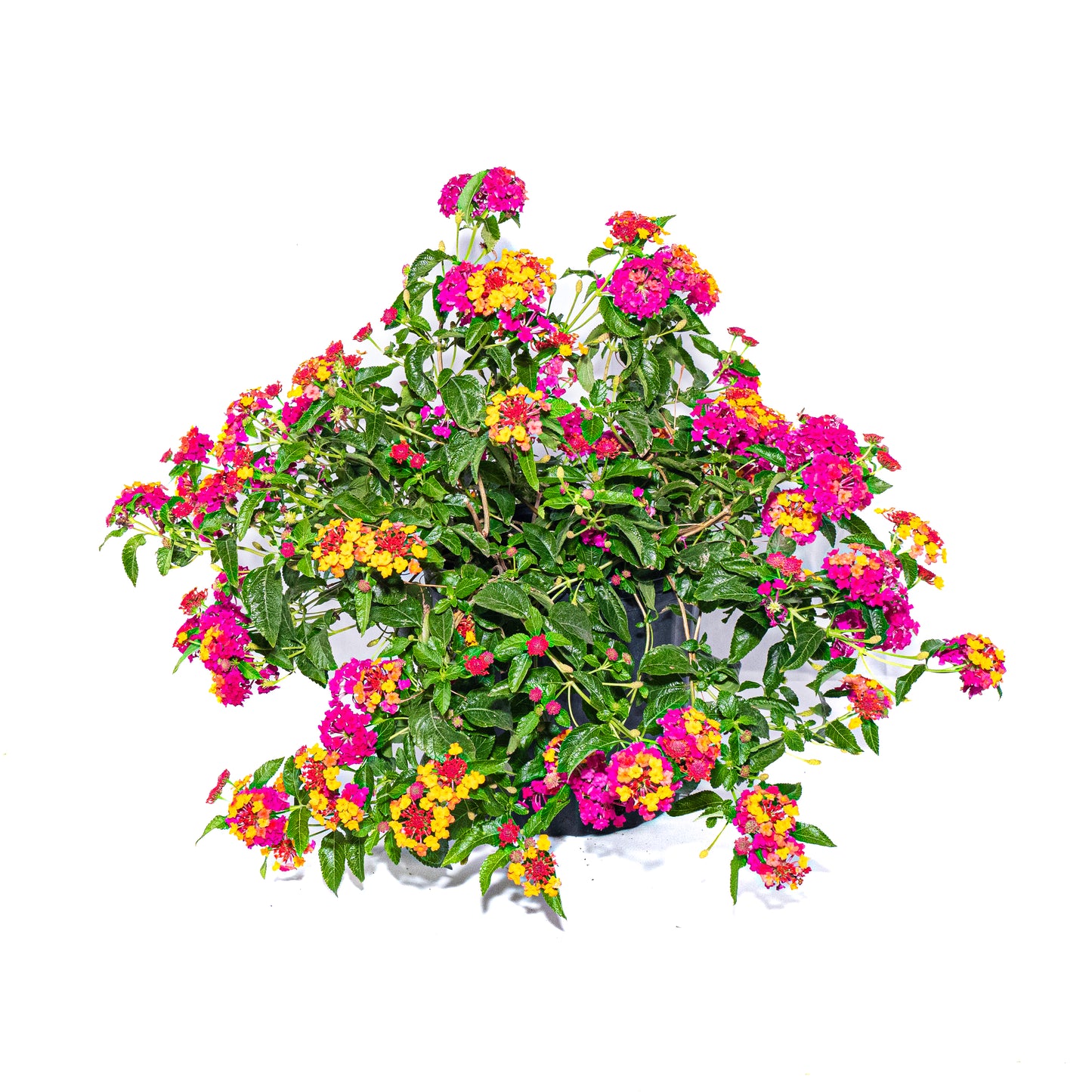 Lantana - 10 inch Pot