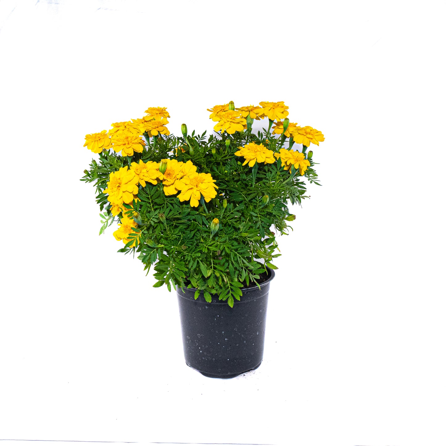 Yellow Marigold - 6 inch Pot