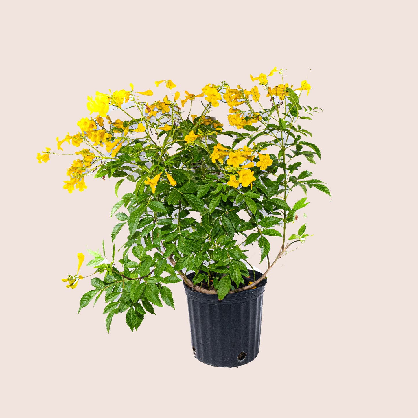 Yellow Bells (Tecoma Stans) - 6 inch Pot