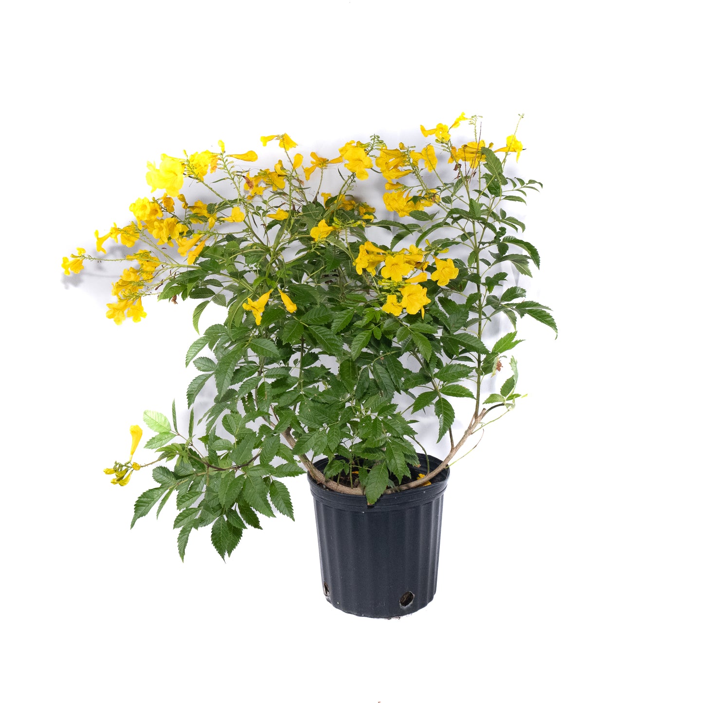 Yellow Bells (Tecoma Stans) - 6 inch Pot